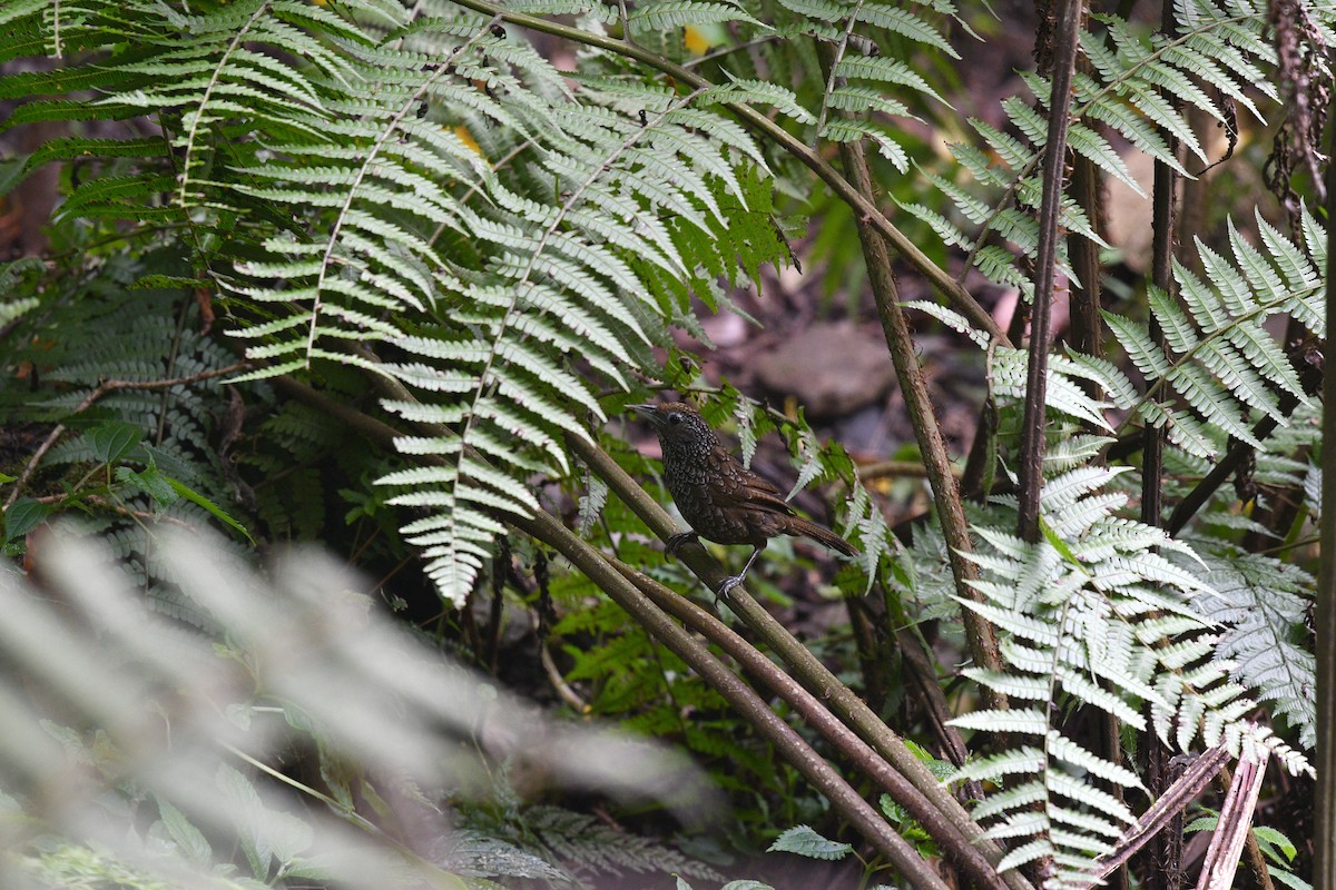 Cachar Wedge-billed Babbler - ML639742248