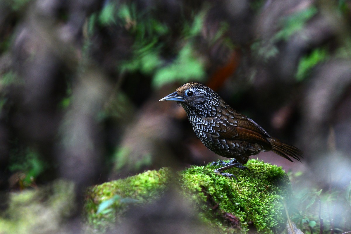 Cachar Wedge-billed Babbler - ML639742251