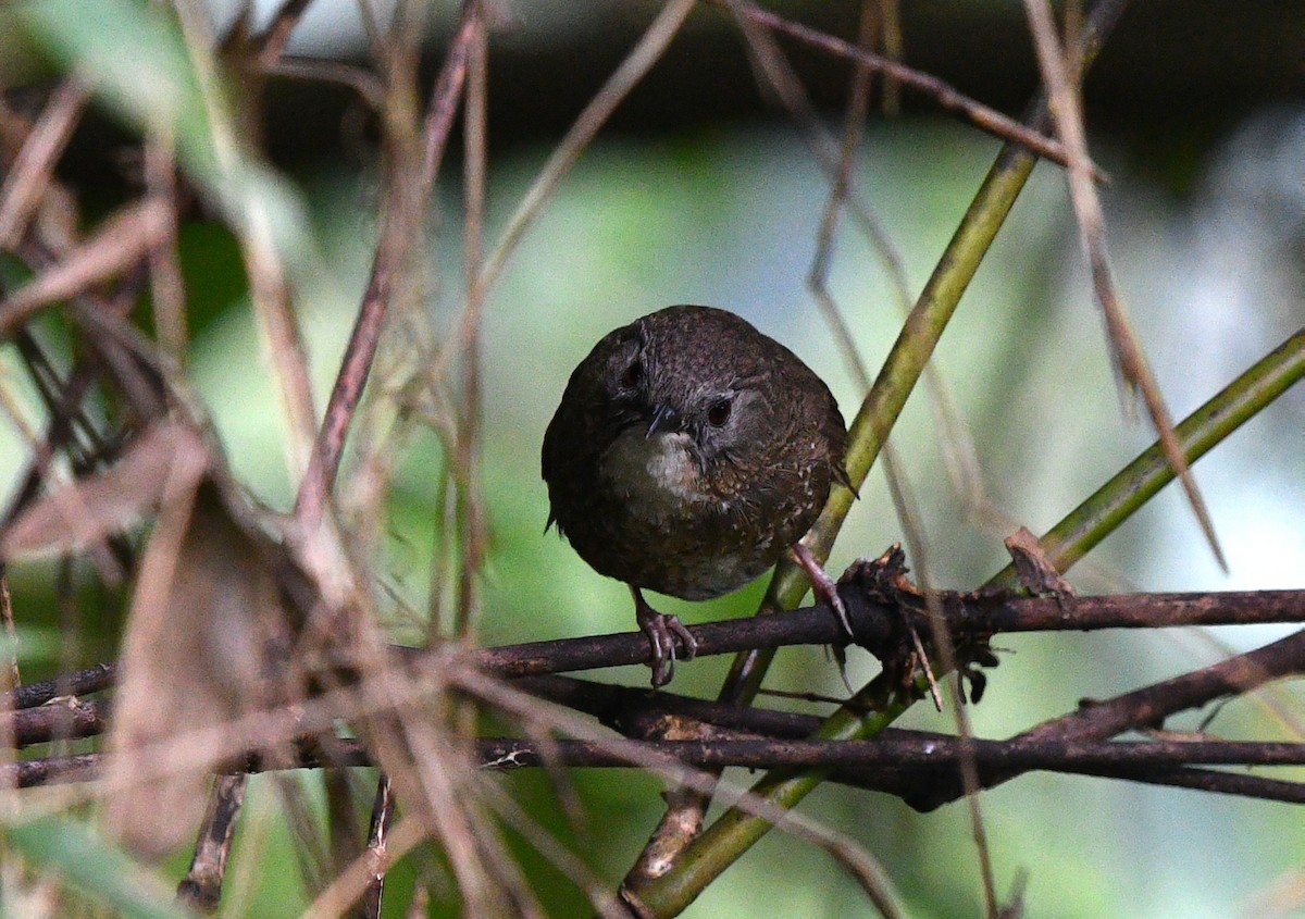 Naga Wren-Babbler - ML639742259