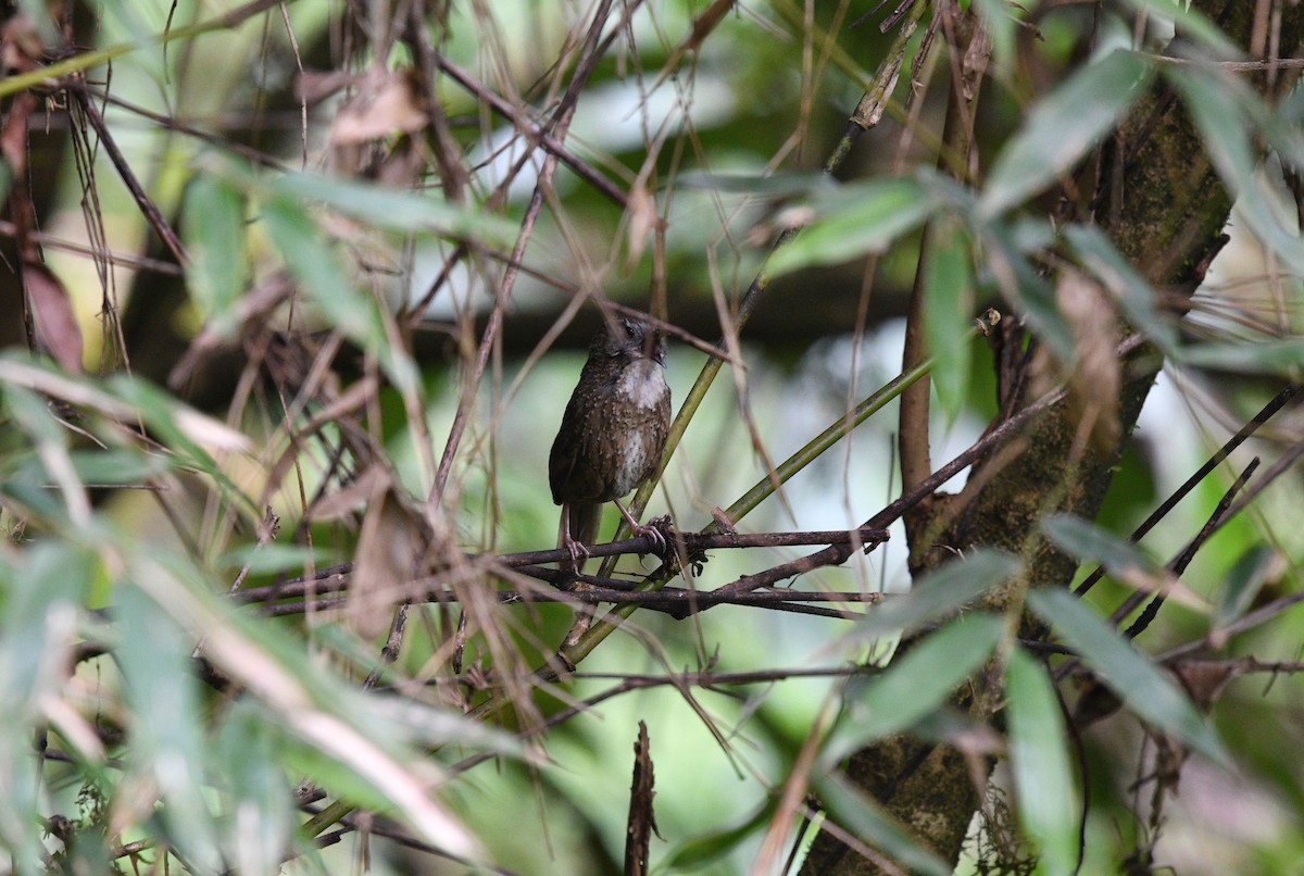 Naga Wren-Babbler - ML639742260