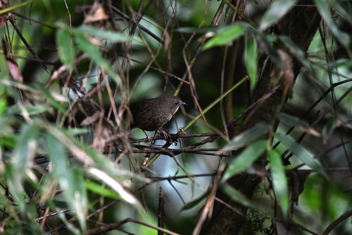 Naga Wren-Babbler - ML639742261