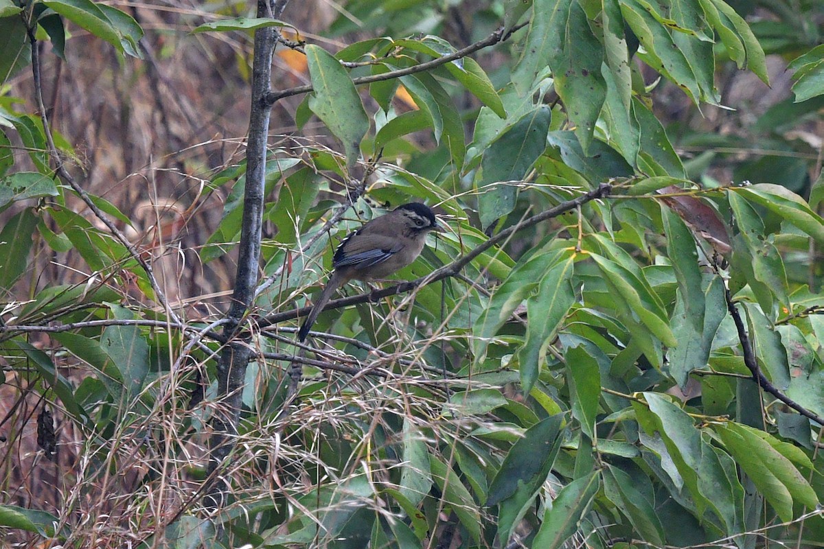 Bıyıklı Gevezeardıç - ML639742338