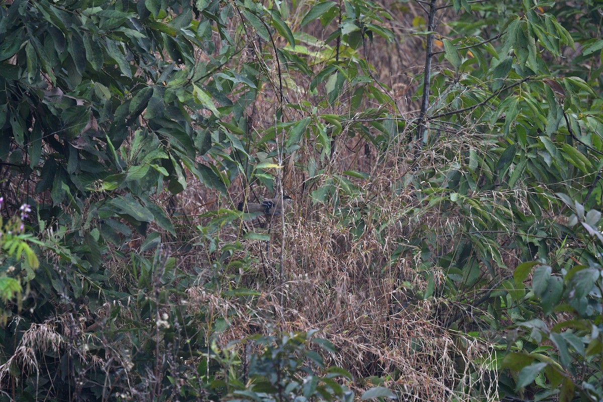 Bıyıklı Gevezeardıç - ML639742339