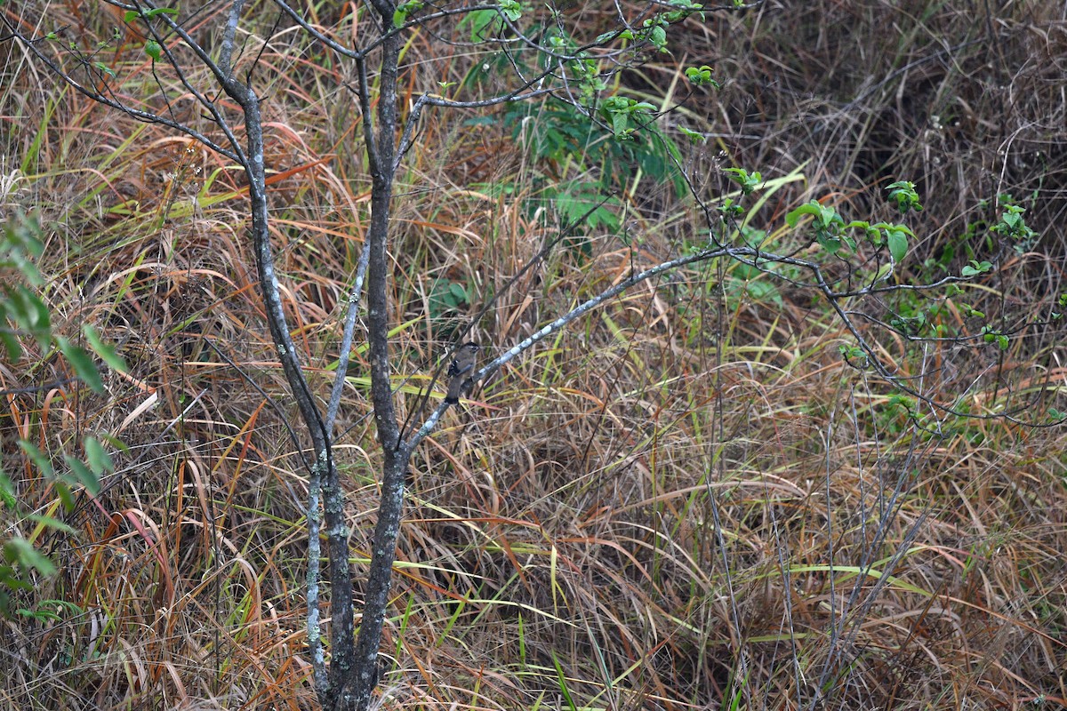 Bıyıklı Gevezeardıç - ML639742340