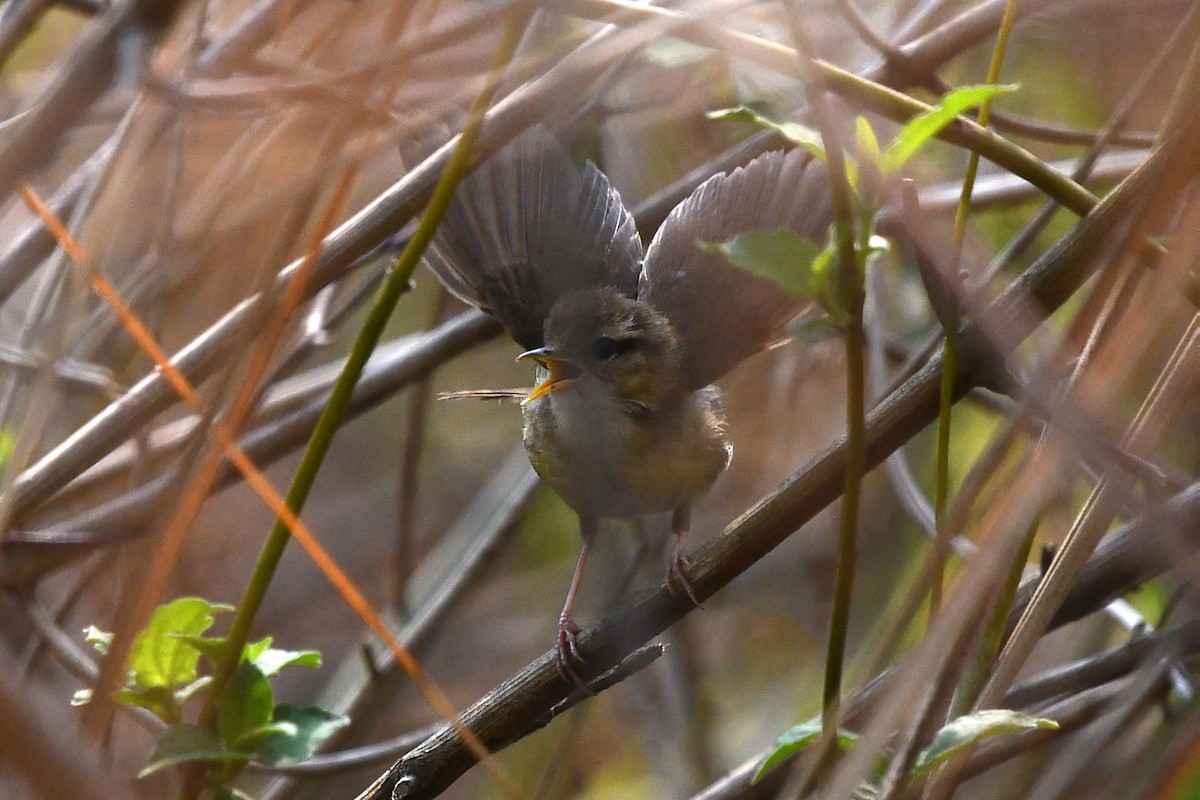 Pale-footed Bush Warbler - ML639742446
