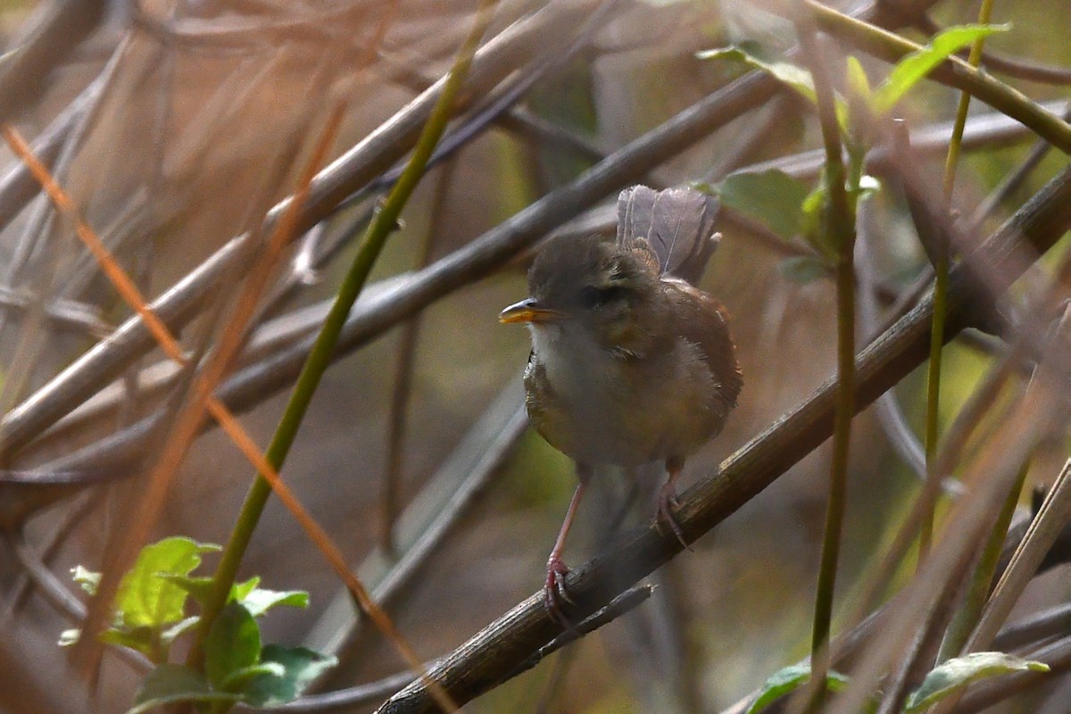 Pale-footed Bush Warbler - ML639742447