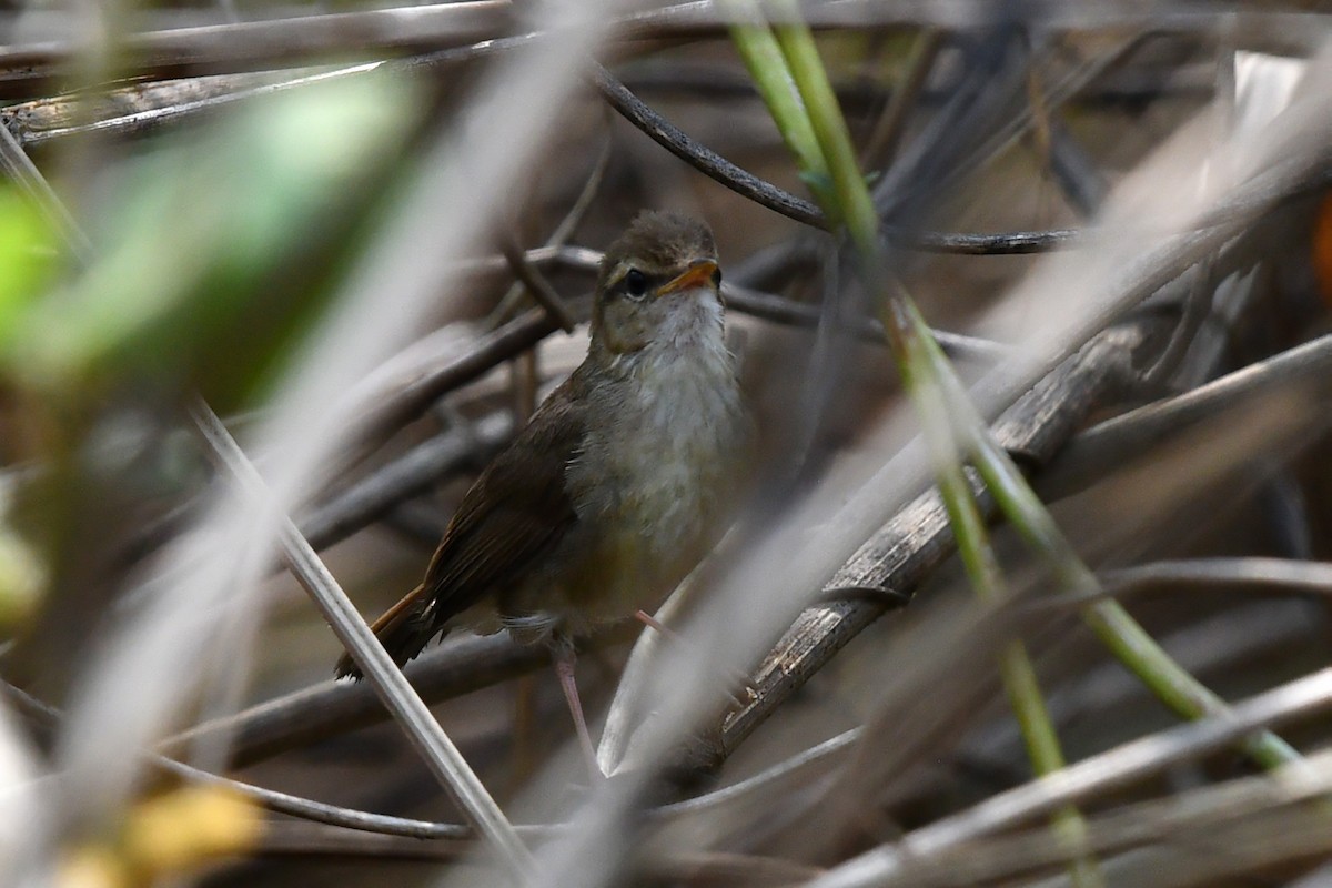 Pale-footed Bush Warbler - ML639742448