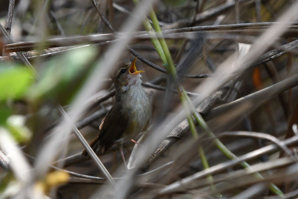 Pale-footed Bush Warbler - ML639742449