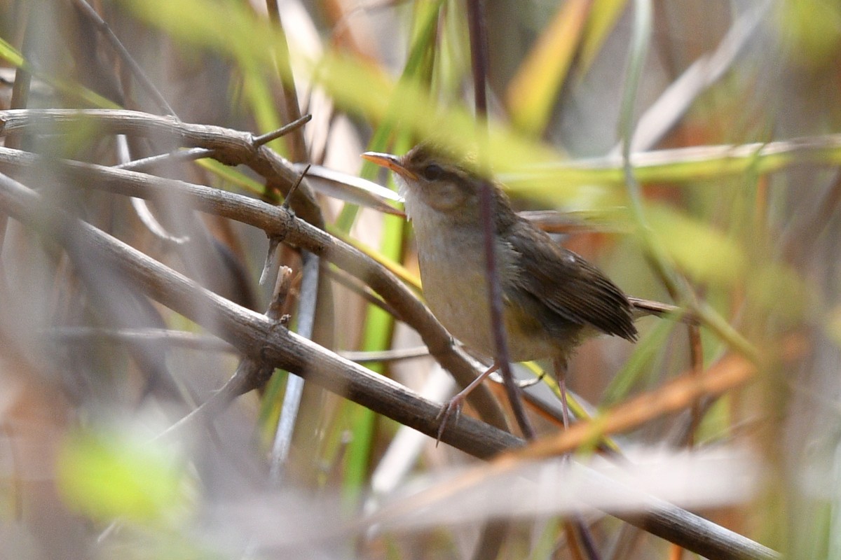 Pale-footed Bush Warbler - ML639742450