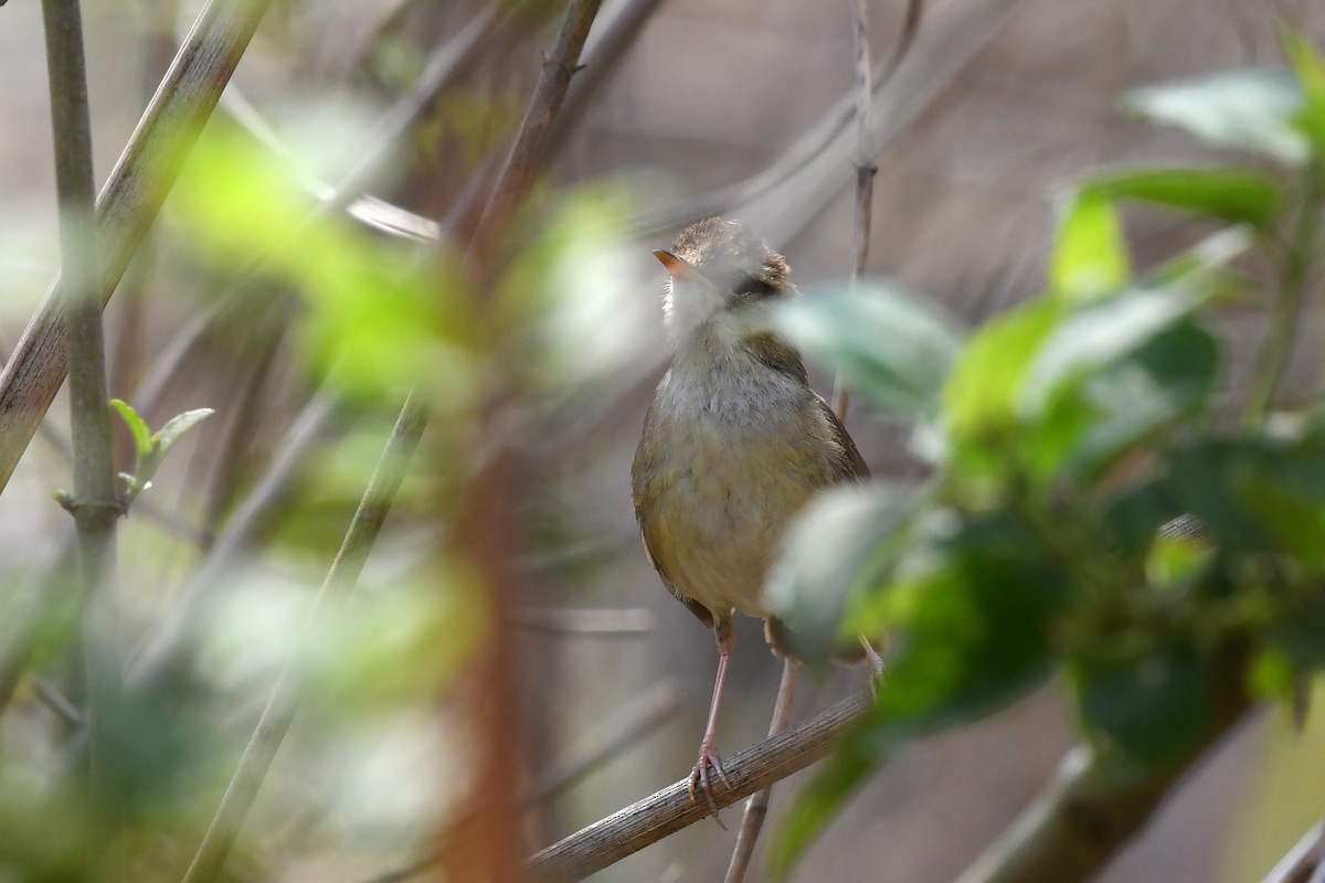 Pale-footed Bush Warbler - ML639742452