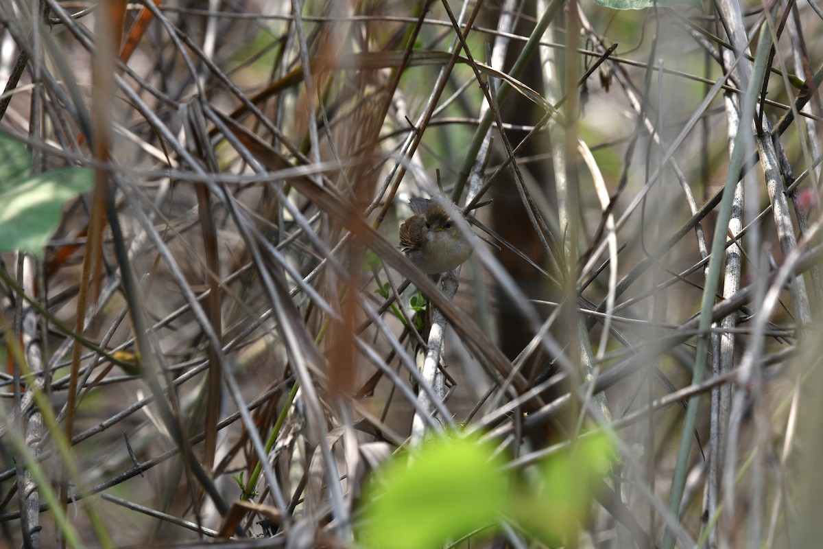 Pale-footed Bush Warbler - ML639742453
