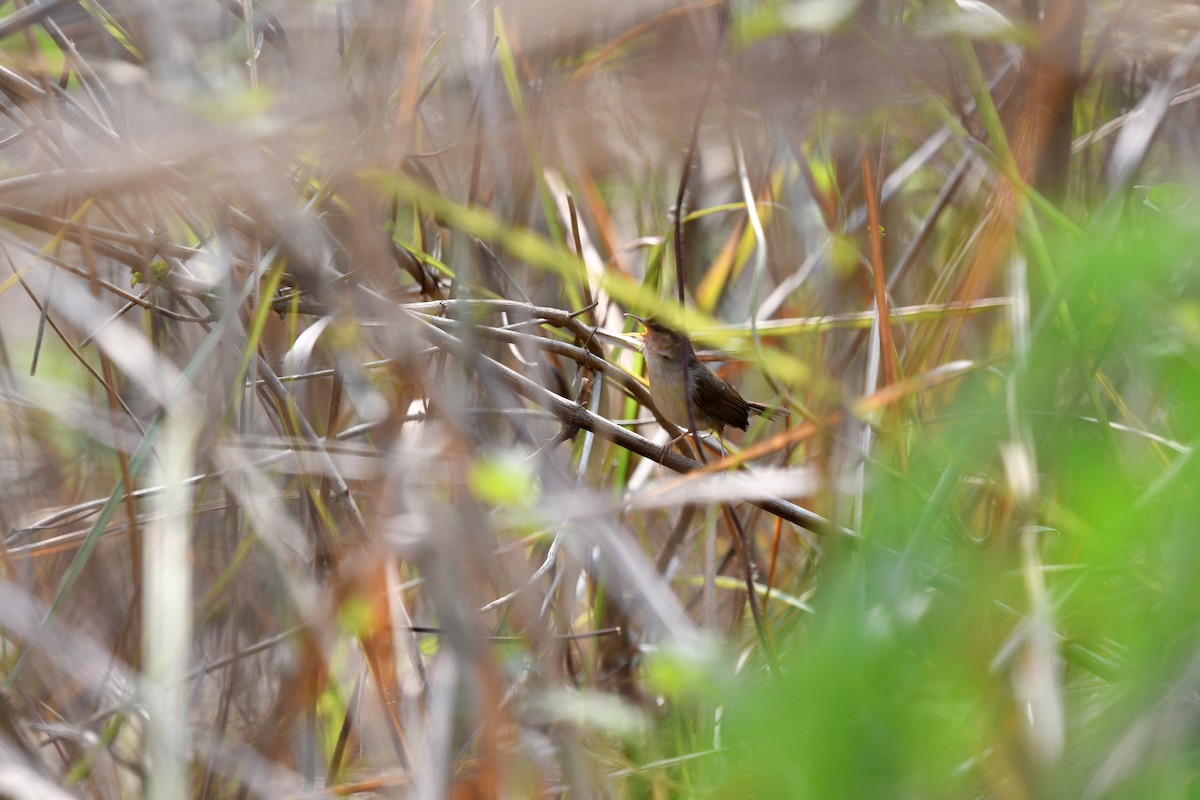 Pale-footed Bush Warbler - ML639742454