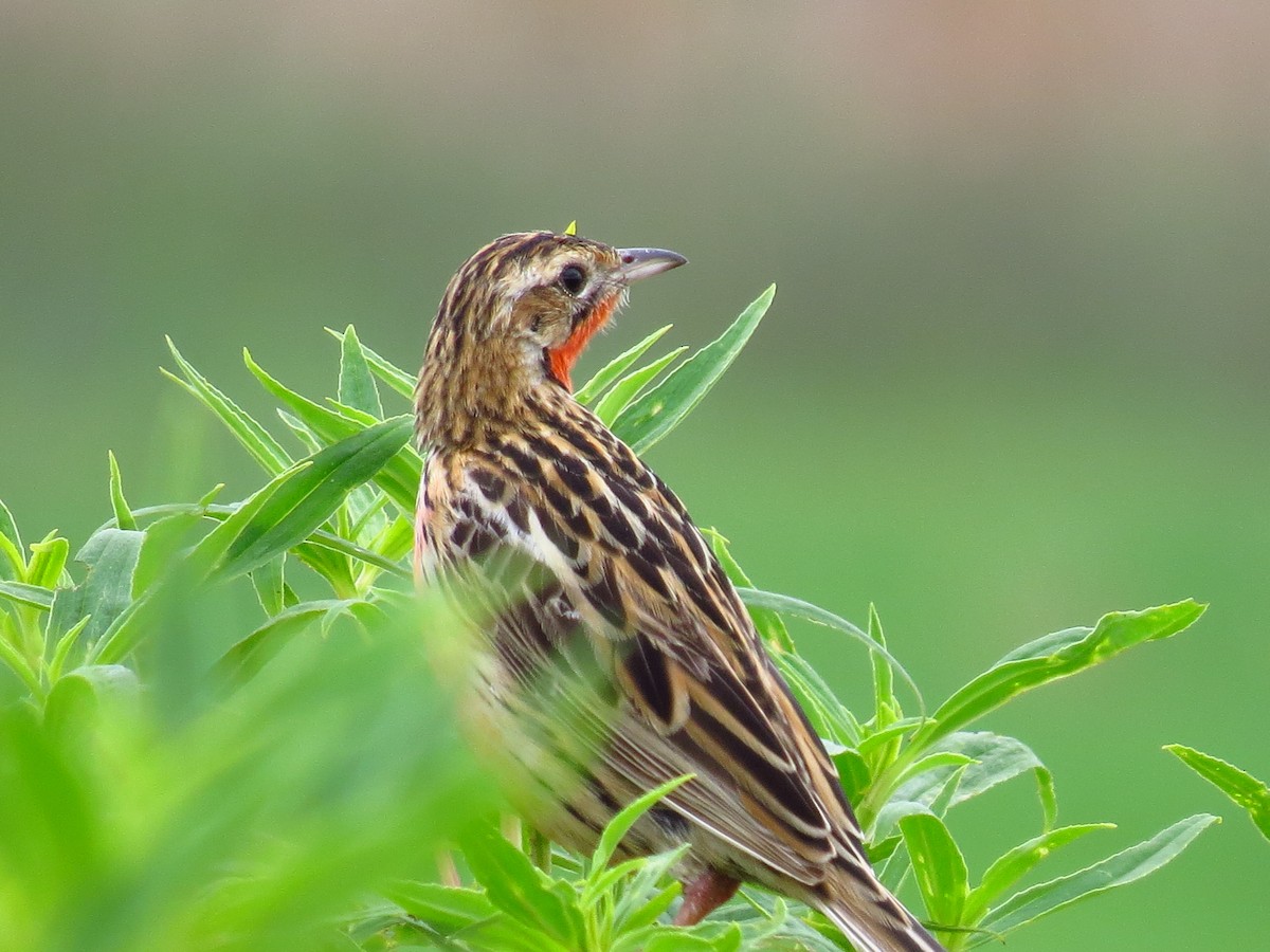 Rosy-throated Longclaw - ML639742455
