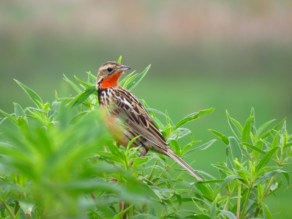 Rosy-throated Longclaw - ML639742456