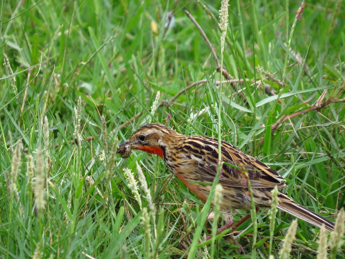 Rosy-throated Longclaw - ML639742458