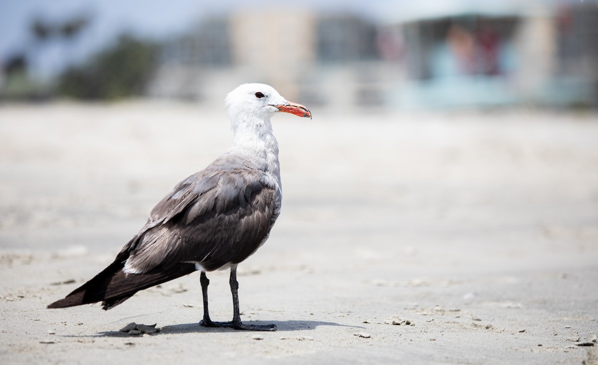 Heermann's Gull - ML639742510