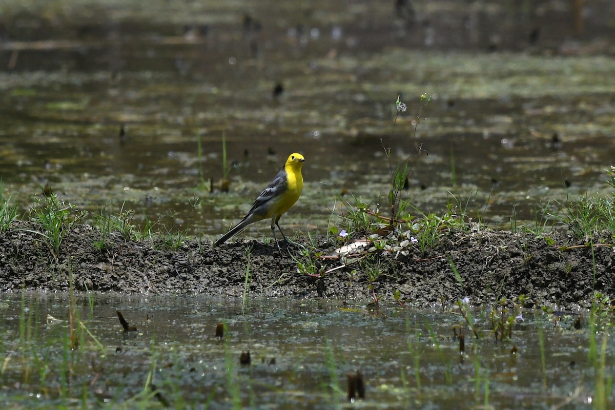 Citrine Wagtail - ML639742545