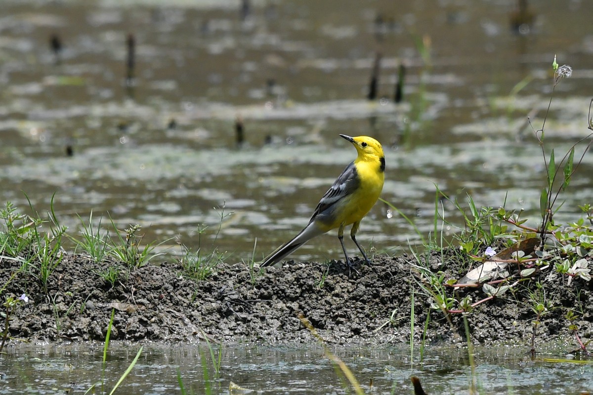 Citrine Wagtail - ML639742546