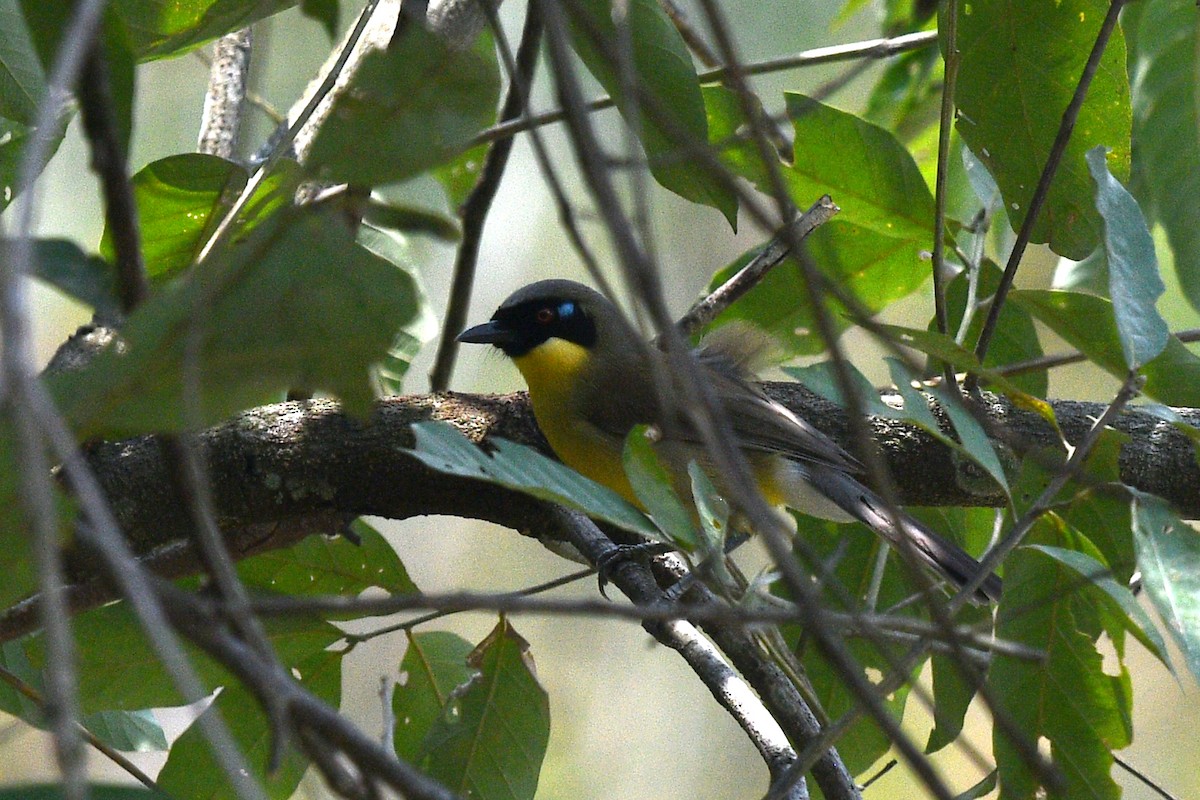 Yellow-throated Laughingthrush - ML639742561