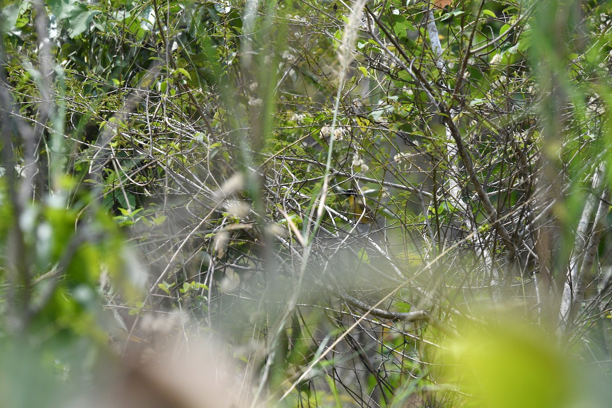 Yellow-throated Laughingthrush - ML639742562
