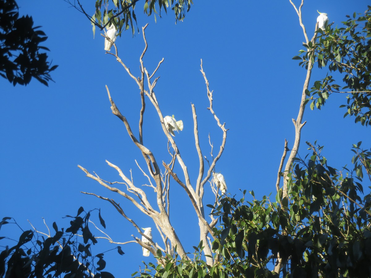 Sulphur-crested Cockatoo - ML639742593