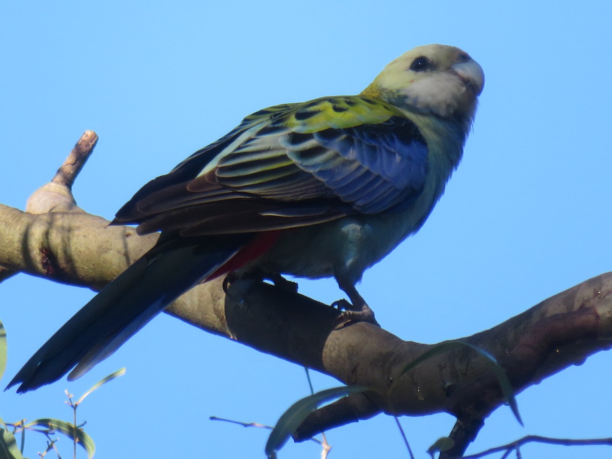 Pale-headed Rosella - ML639742601