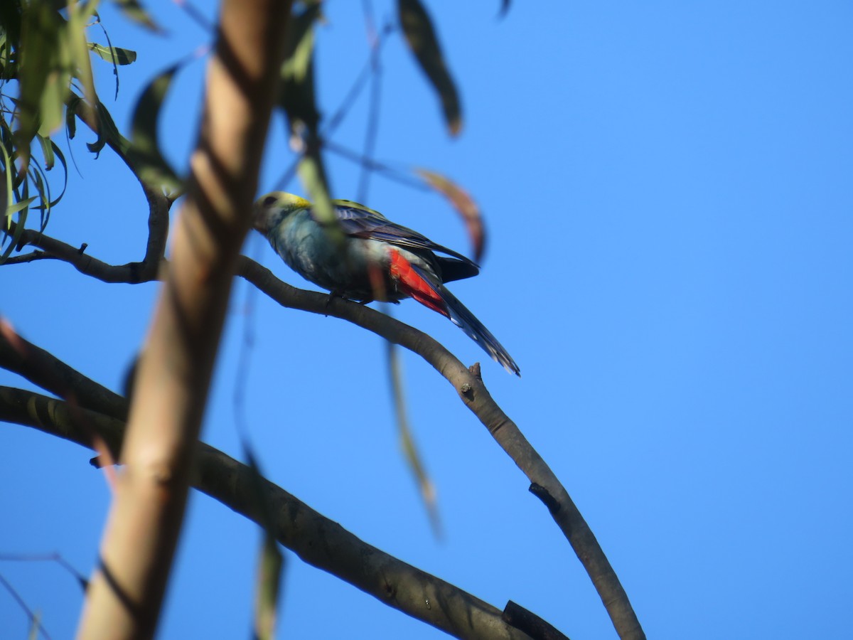 Pale-headed Rosella - ML639742602