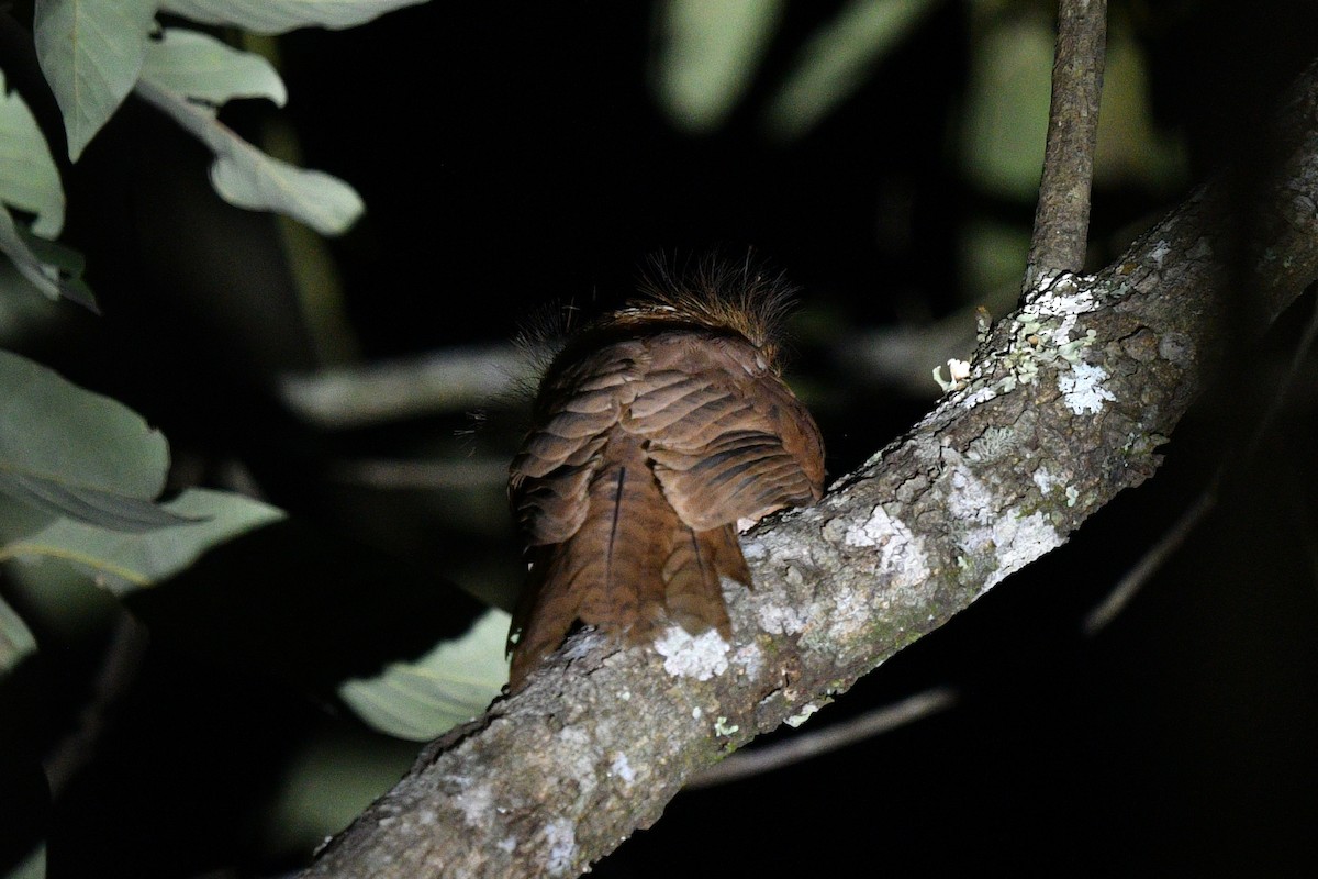 Hodgson's Frogmouth - ML639742618