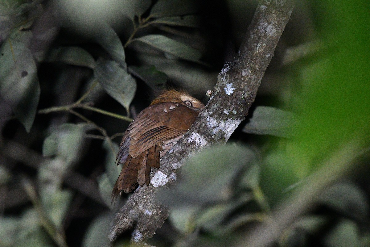 Hodgson's Frogmouth - ML639742619