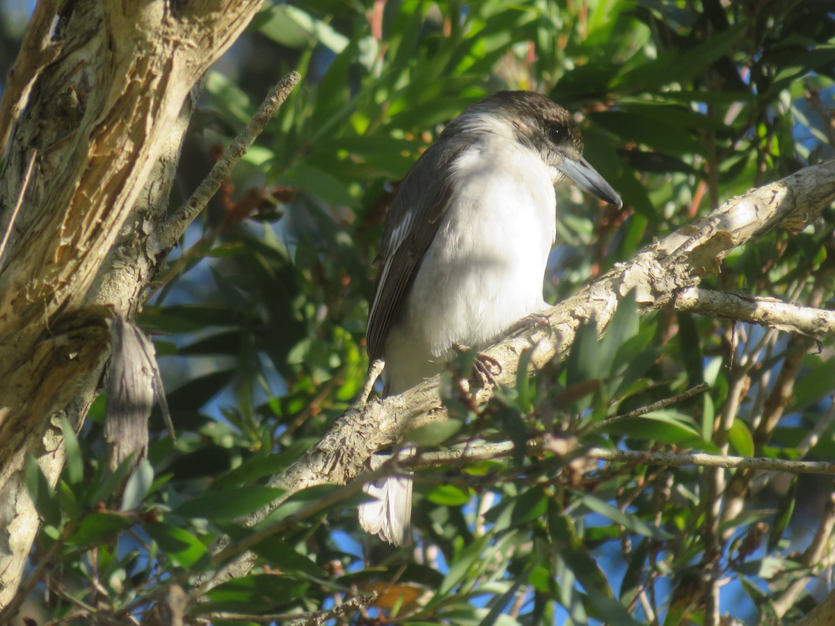 Gray Butcherbird - ML639742641