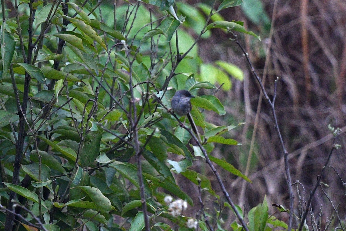 Himalayan Prinia - ML639742657