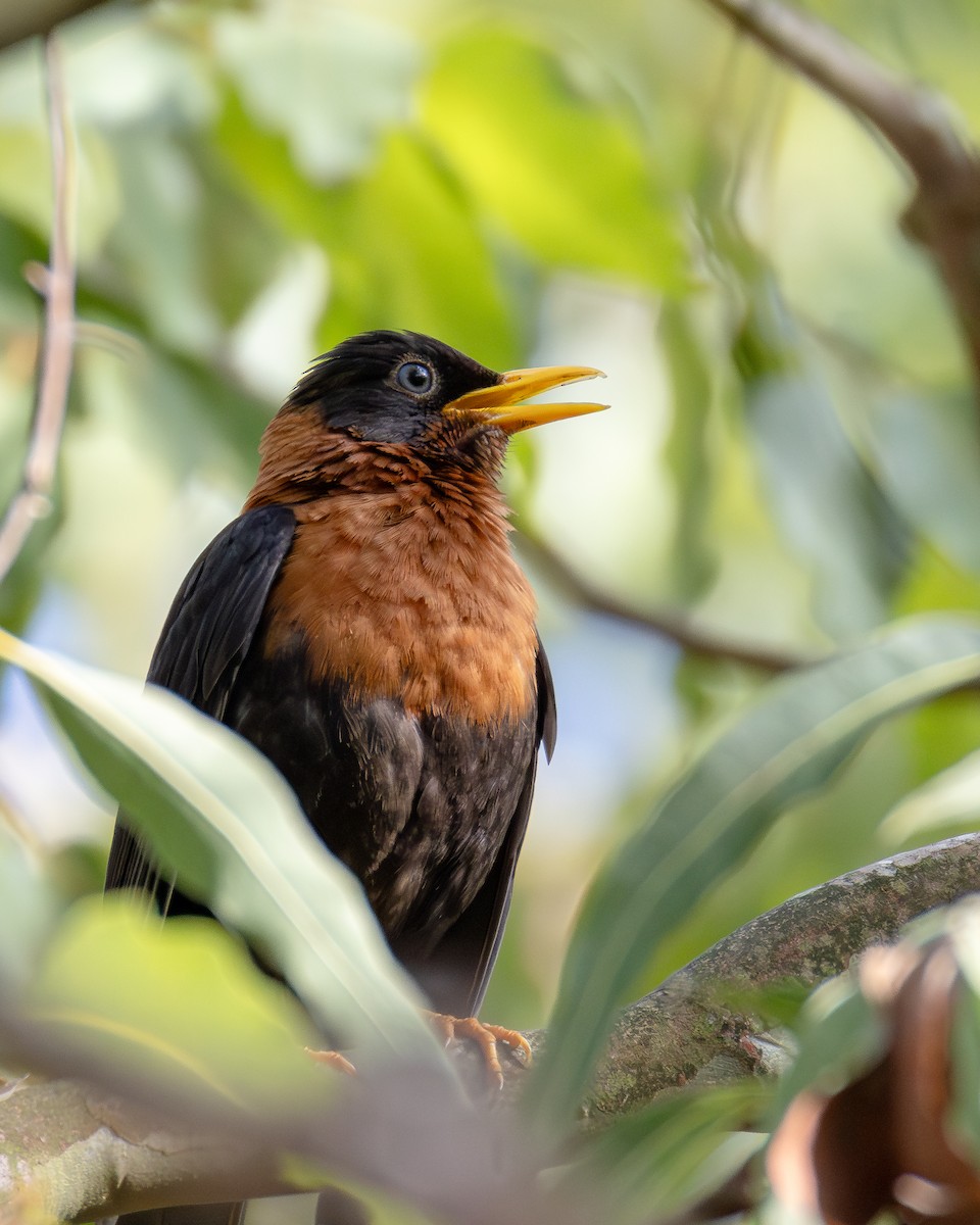 Rufous-collared Robin - ML639742663