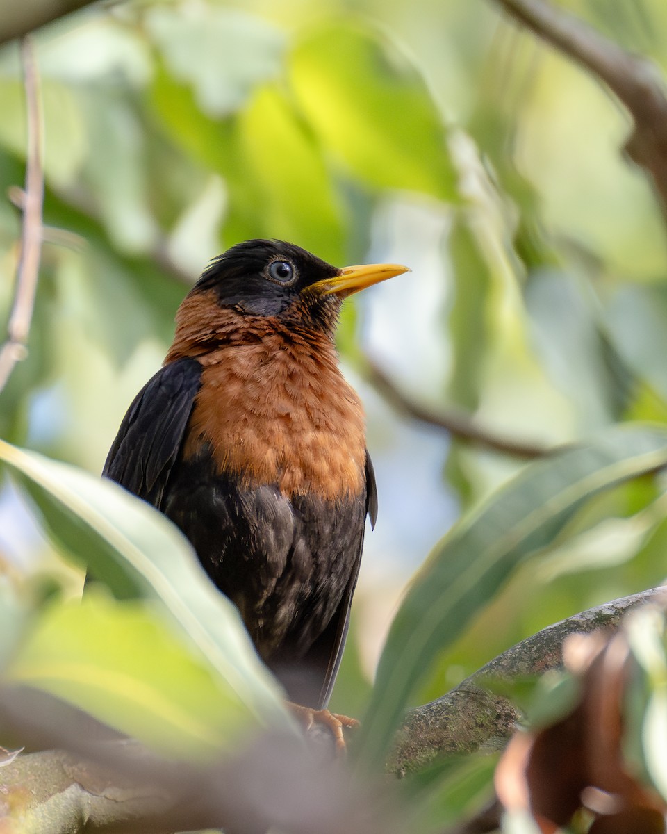 Rufous-collared Robin - ML639742664