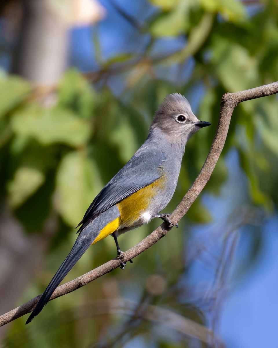 Gray Silky-flycatcher - ML639742690