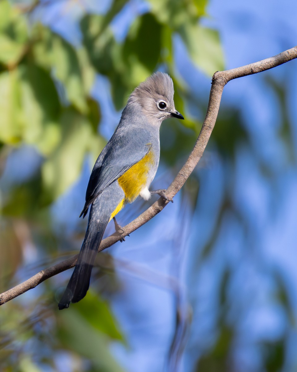 Gray Silky-flycatcher - ML639742691