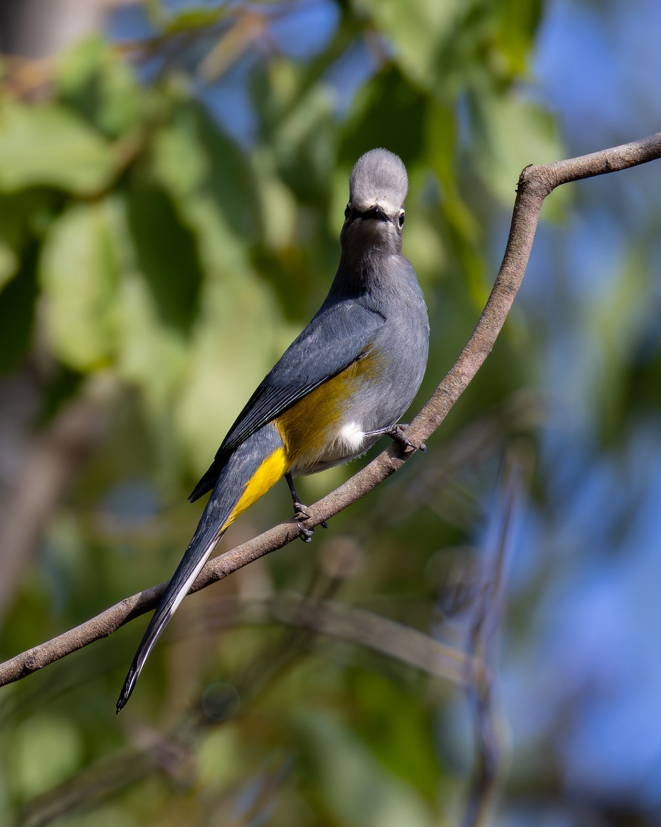 Gray Silky-flycatcher - ML639742692