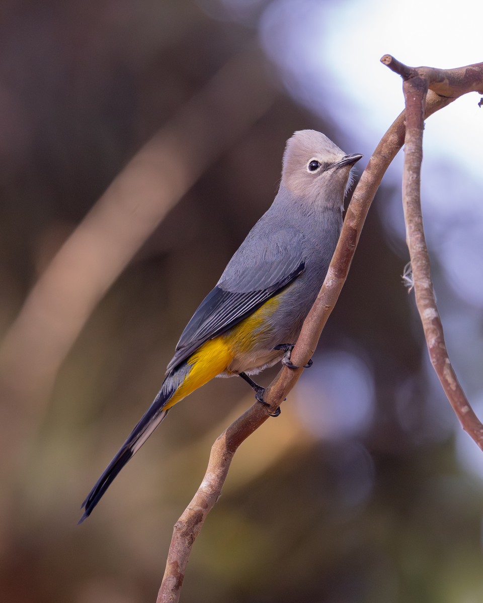 Gray Silky-flycatcher - ML639742705