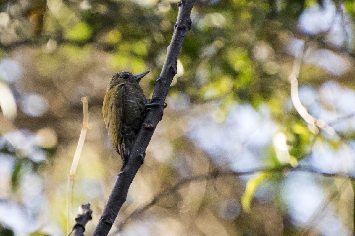 Little Woodpecker - Luiz Carlos Ramassotti