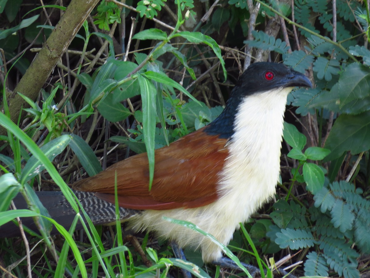 Burchell's Coucal - ML639742716