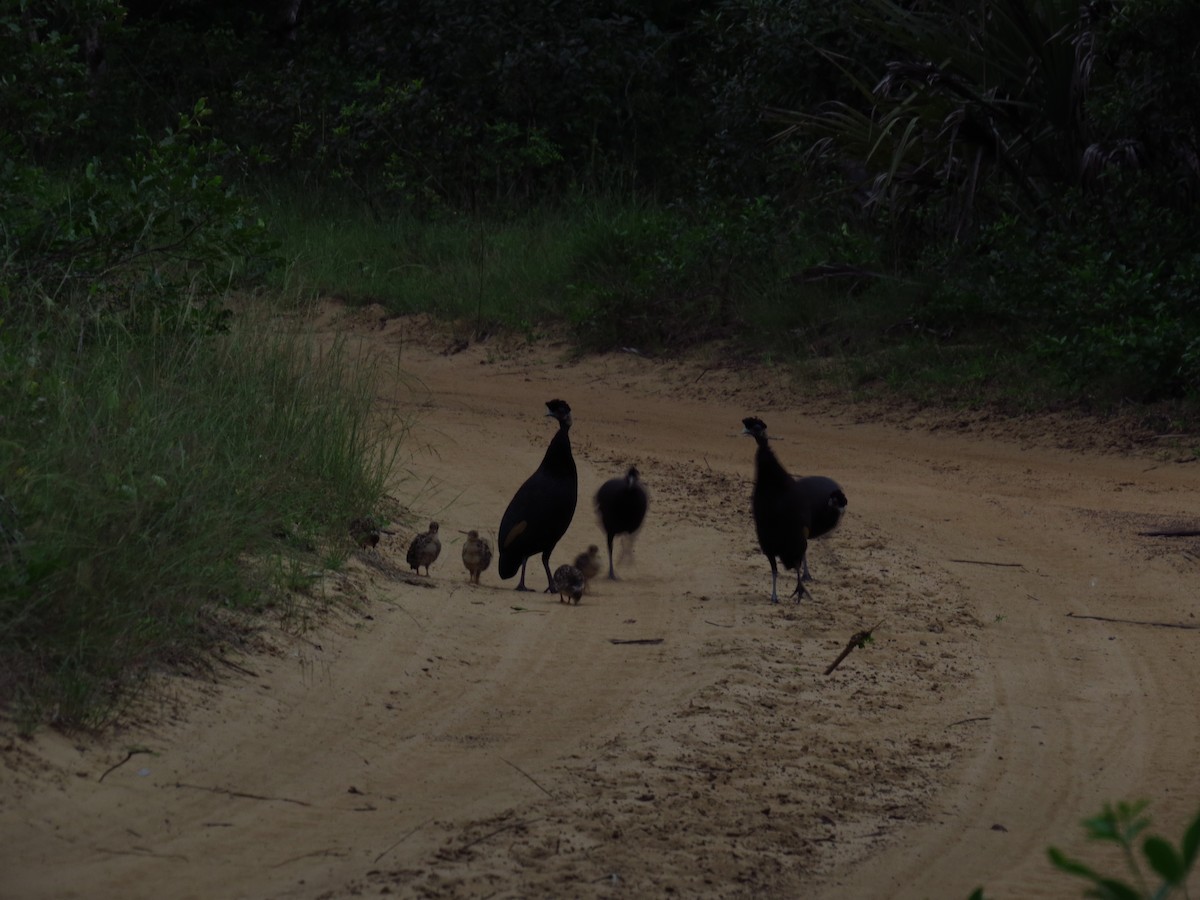 eBird Checklist - 14 Dec 2013 - Nibela Peninsula - 101 species