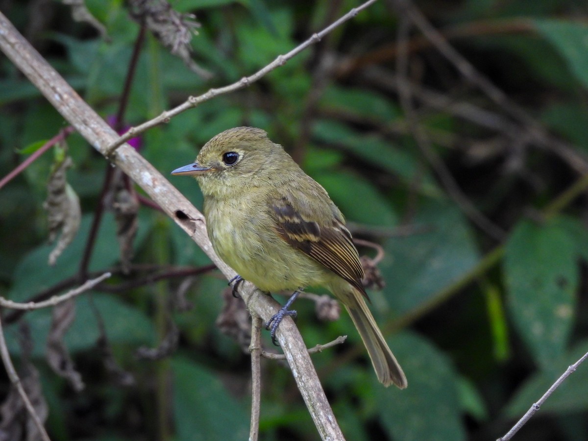 vestempid - ML639742773