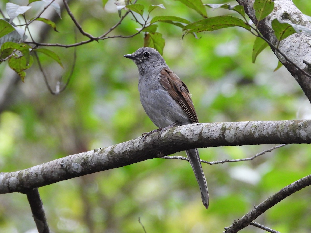 tøylesolitærtrost - ML639742792