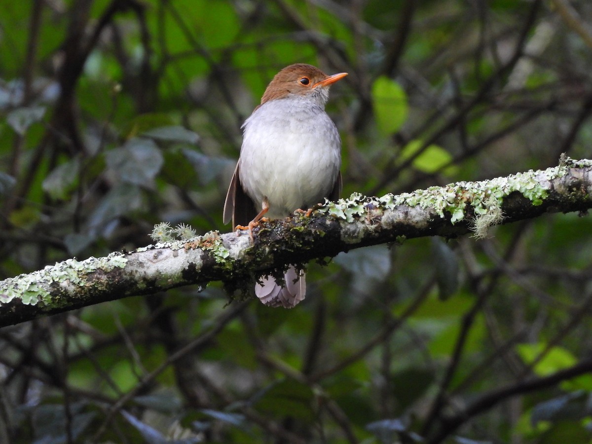 oransjenebbskogtrost - ML639742804