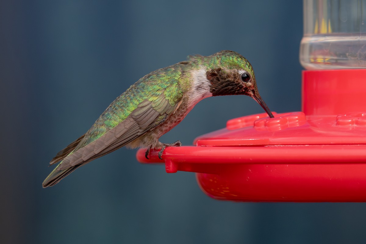 bredstjertkolibri - ML639742815