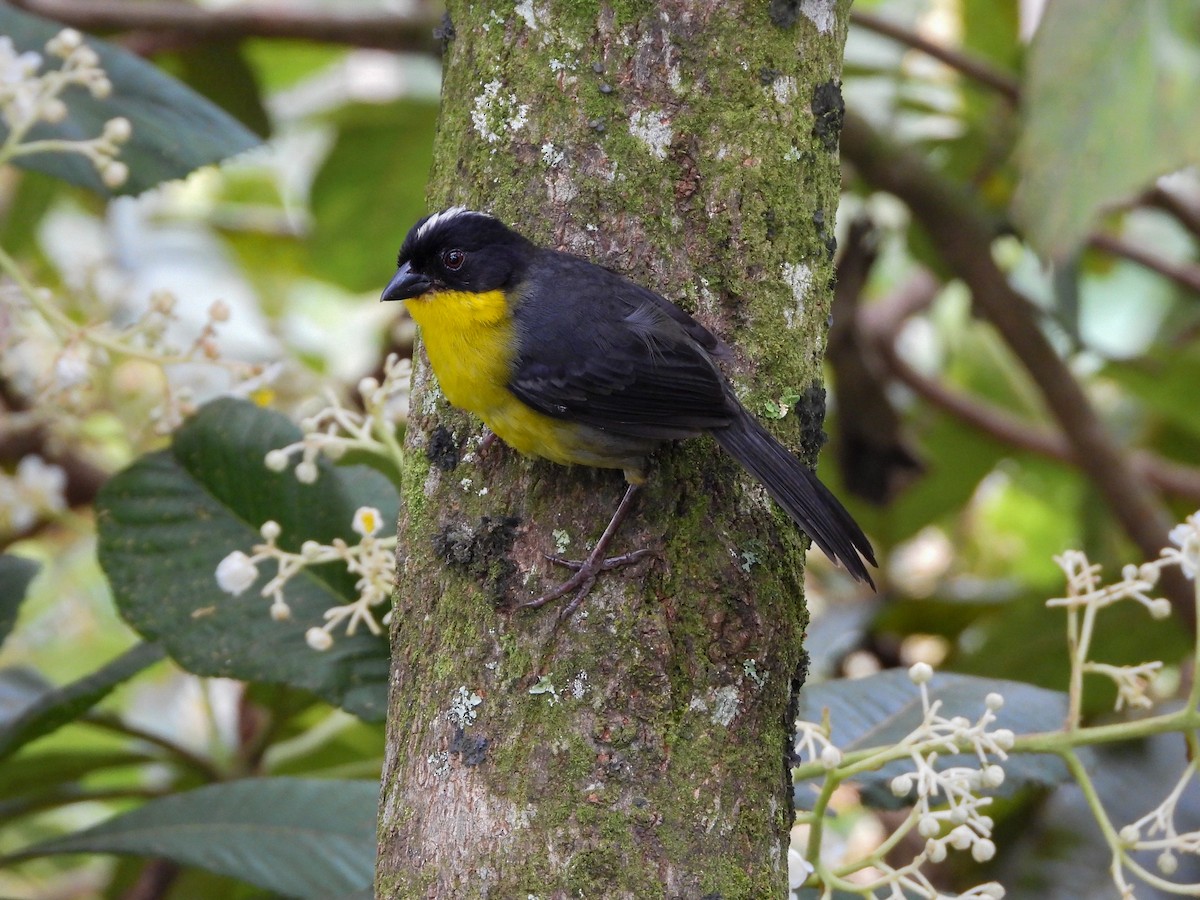 hvitkronekjerrspurv - ML639742819