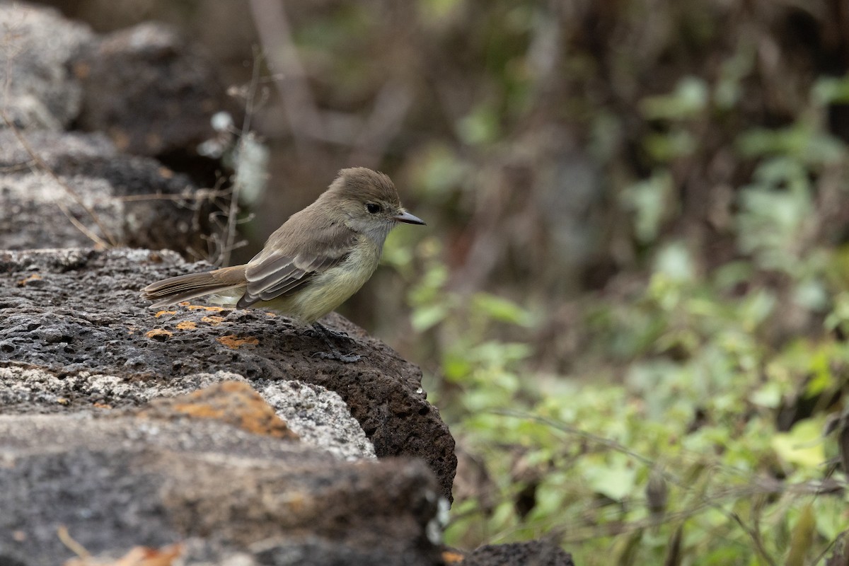 Tyran des Galapagos - ML639742829