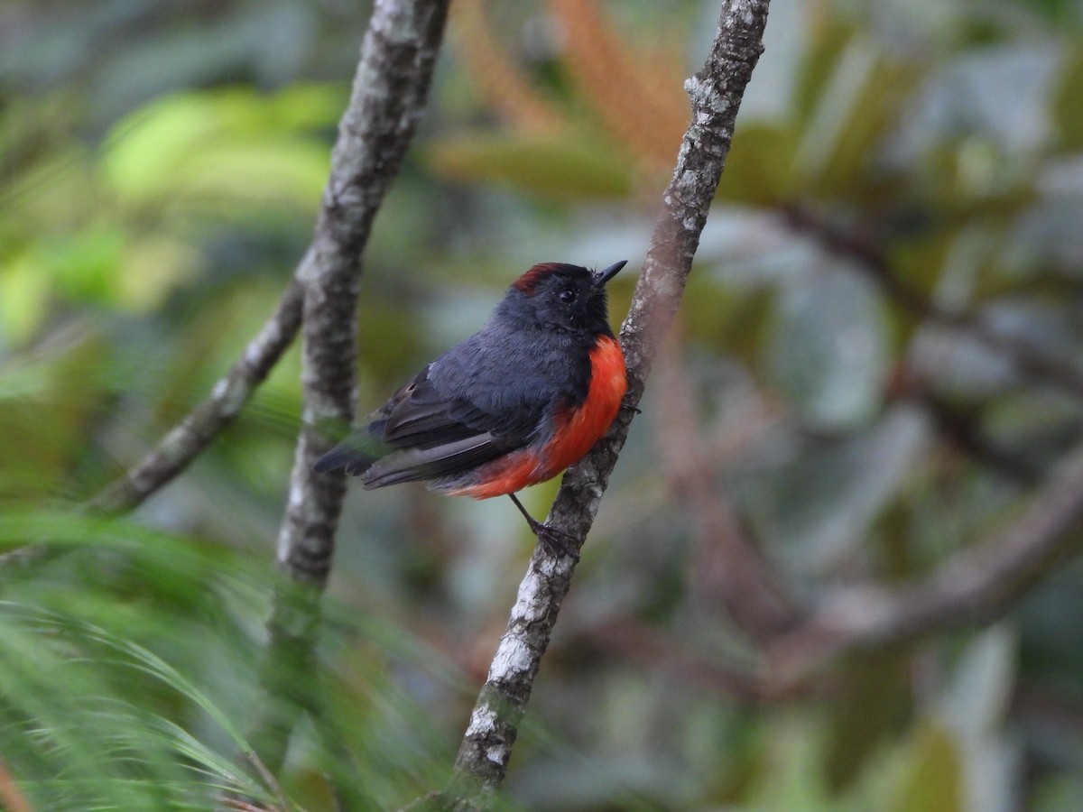 skiferhvitstjert - ML639742831