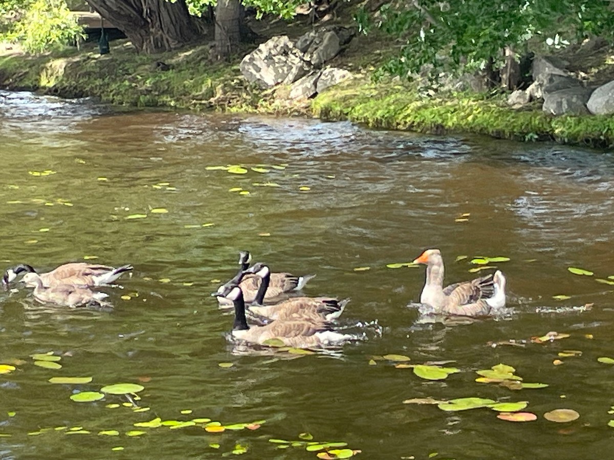 Graylag Goose - ML639742880
