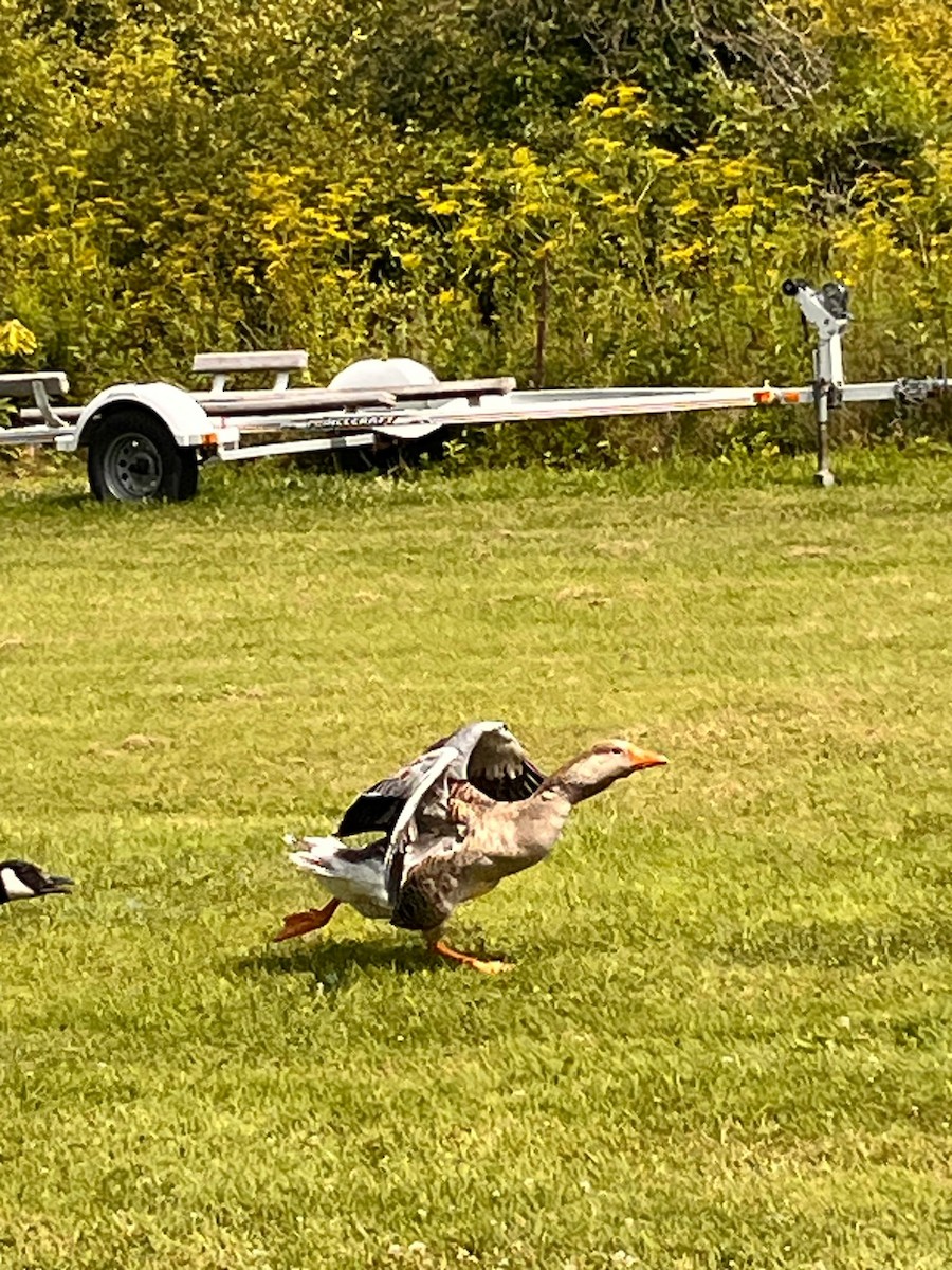 Graylag Goose - ML639742881