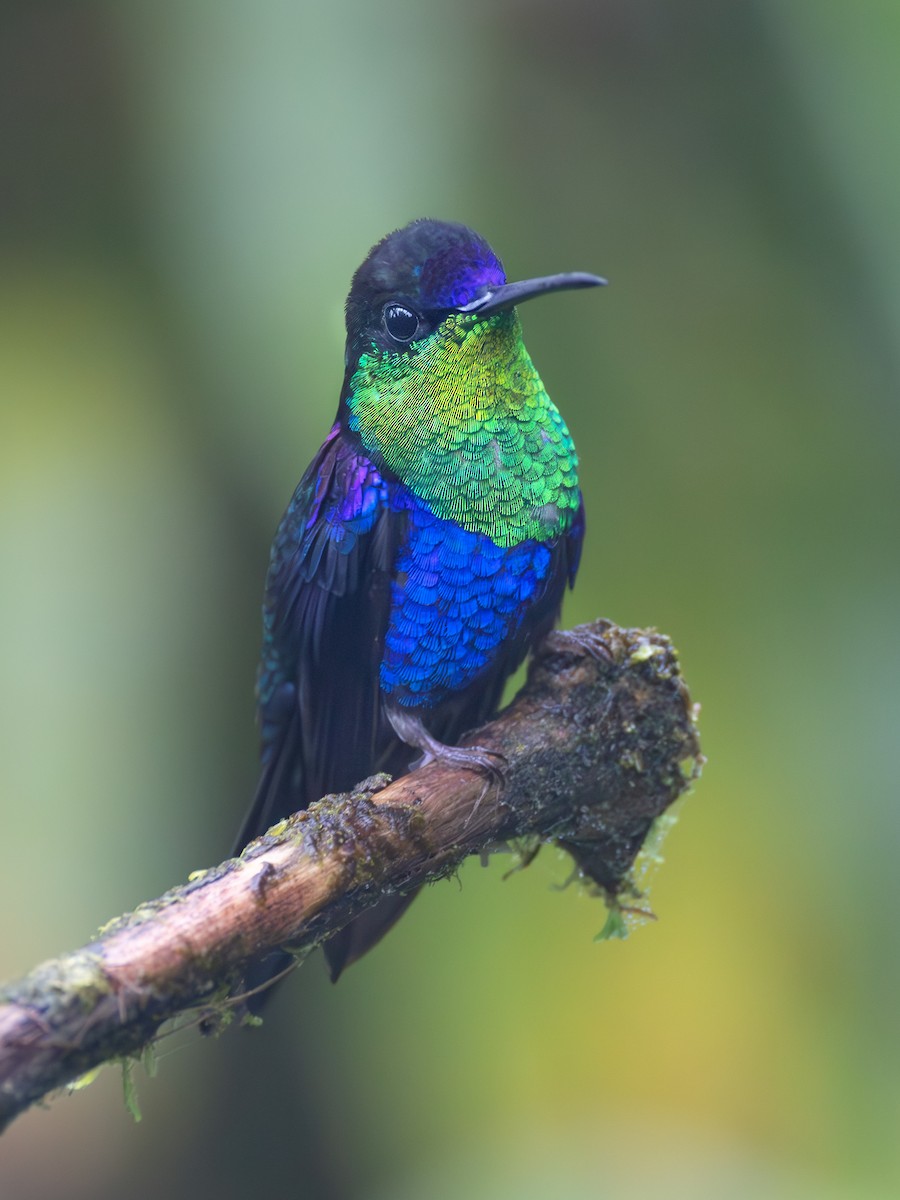 Crowned Woodnymph - ML639742945